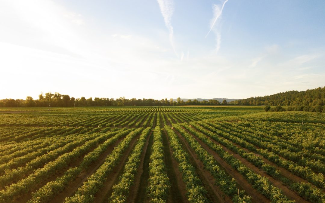 Perito agrícola: Valoración y asesoramiento de la agricultura