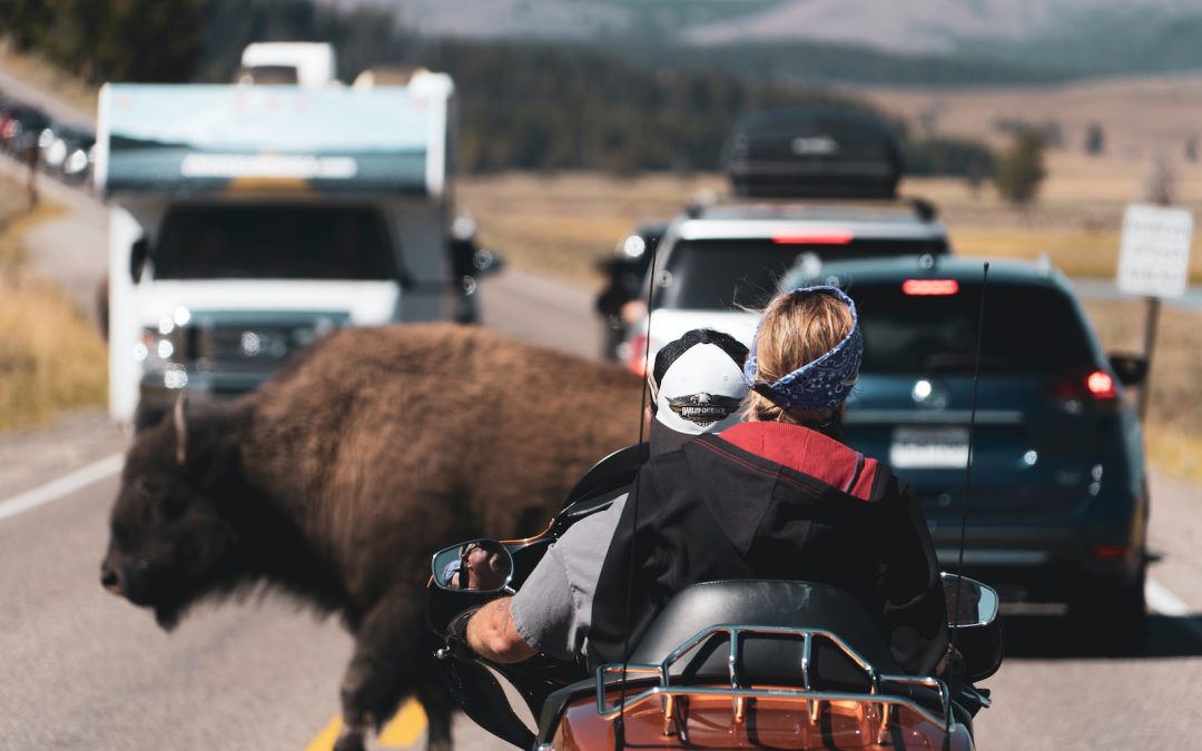 brown bison on road