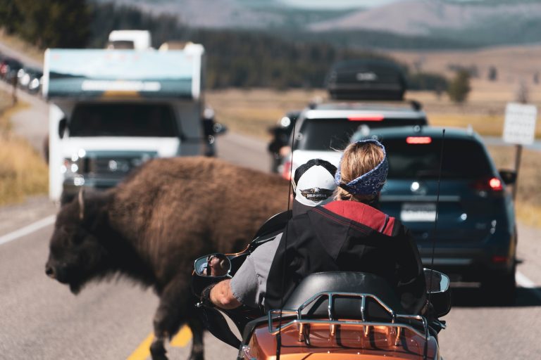 brown bison on road