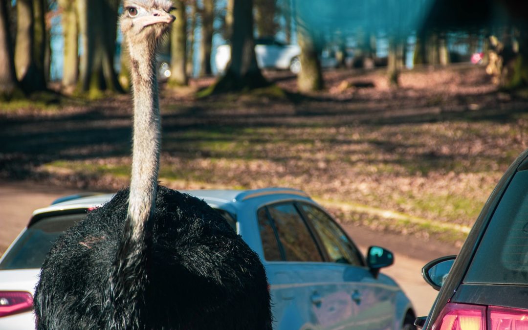 Responsabilidad y pago en caso de accidente con un animal